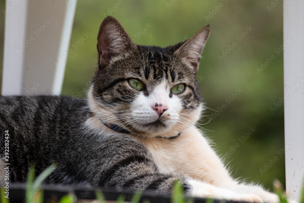 A beautiful tabby cat with green eyes resting under the table in the garden. Animal world. Pet lover. Animals defender. Cat lover. American Wirehair.