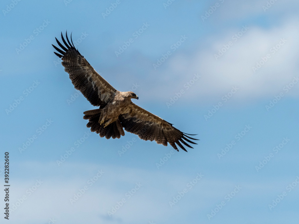An adult tawny eagle (Aquila rapax) in flight in Serengeti National Park, Tanzania An adult tawny eagle (Aquila rapax) in flight in Serengeti National Park, Tanzania