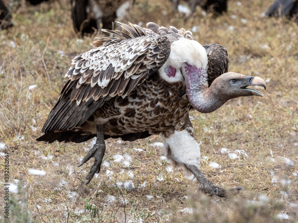 Ruppell's vultures (Gyps rueppelli) on the carcass of a plains zebra in Serengeti National Park, Tanzania Ruppell's vultures (Gyps rueppelli) on the carcass of a plains zebra in Serengeti National Park, Tanzania
