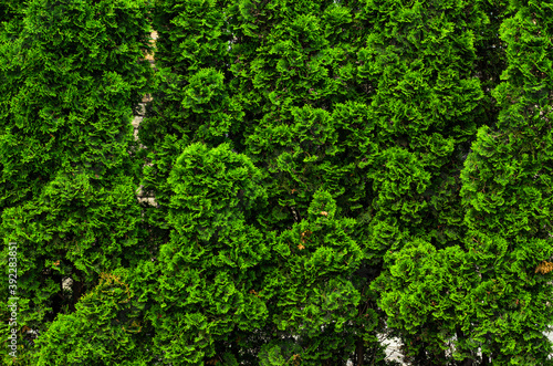 Cypress tree branches texture