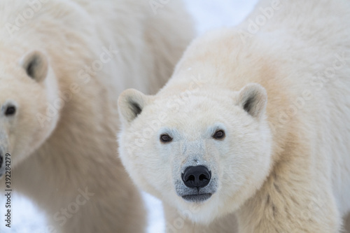 Polar bear facing directly into the camera, staring straight ahead with white fluffy face and beautiful cute ears. Another polar bear in the background with snow and white background taken in Canada. 