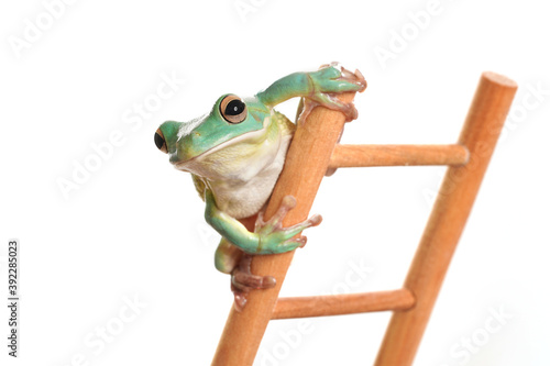 Ein grüner Frosch als Wetterfrosch auf einer Leiter schaut in die Kamera, Studiofoto vor weißem Hintergrund