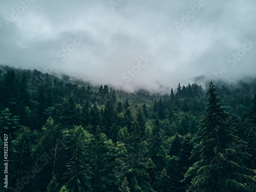 Fichtenwald von oben in Wolken gehüllt