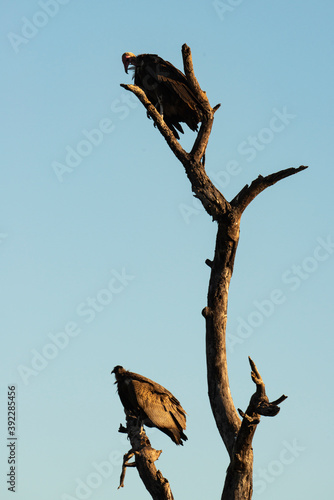 Vautour charognard,.Necrosyrtes monachus, Hooded Vulture