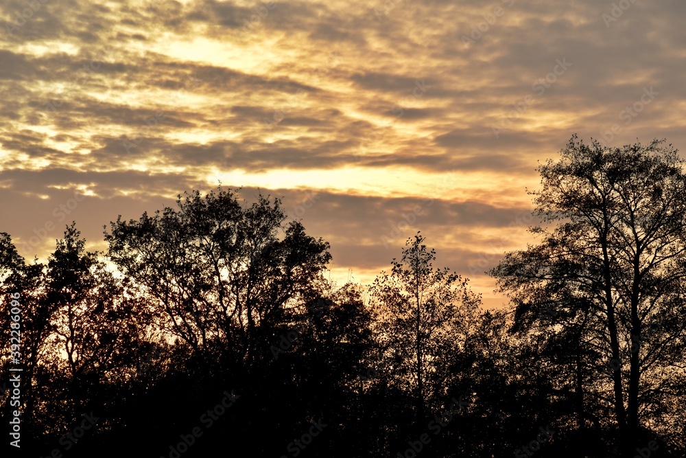 Silhouettes of trees during the sunset, November, UK