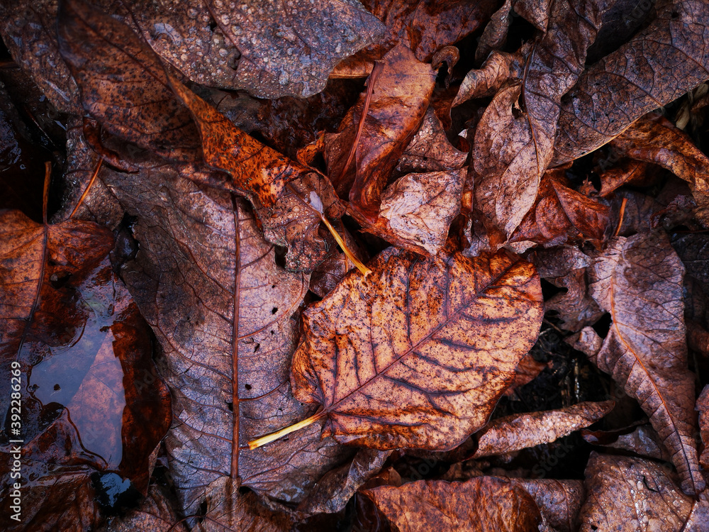 Golden colored autumn leaves in the rain Golden colored autumn leaves in the rain