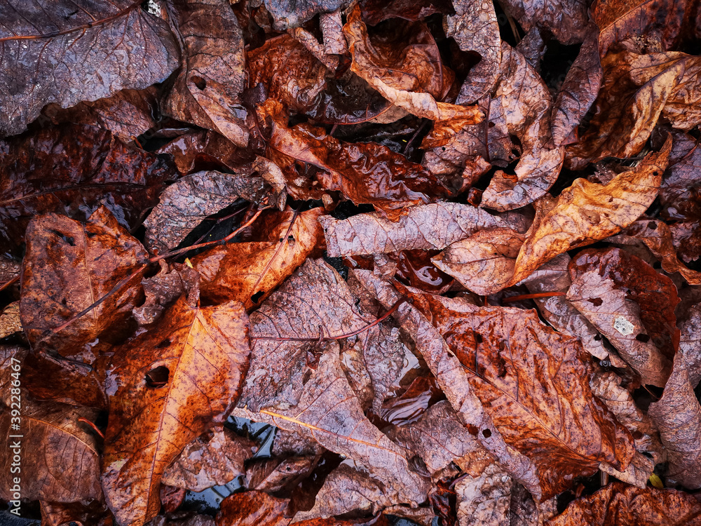 Autumn leaves in golden shades Autumn leaves in golden shades