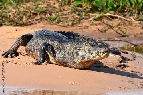 Bild auf Leinwand Yacare caiman in the Pantanal, Brazil
