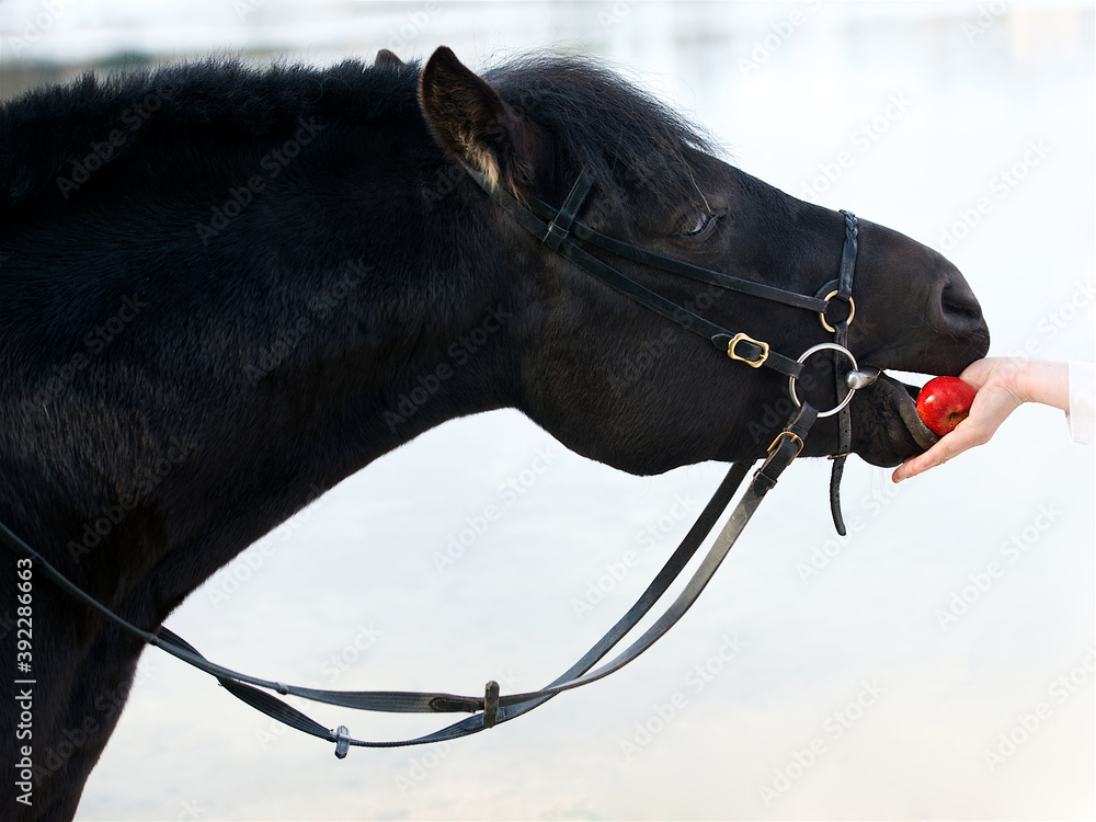 Portrait of Black Horse eating red aple from hand, woman feeding horse