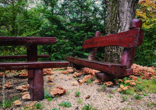 Autumn forest with a bench and the ground full of mushrooms