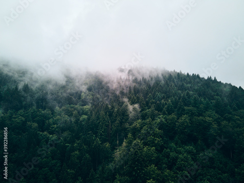 Fichtenwald von oben in Wolken geh  llt