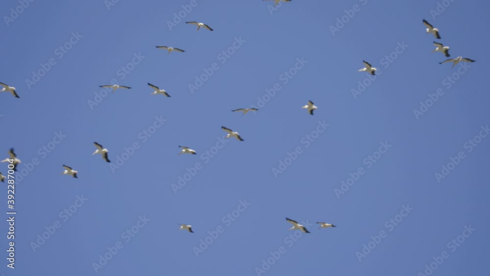 A large flock of pelicans in a thermal in a blue sky A large flock of pelicans in a thermal in a blue sky