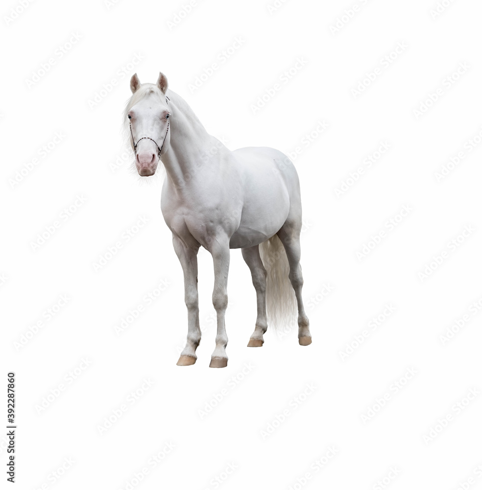 Obraz premium Light gray horse on the loose on a white homogeneous isolated background.