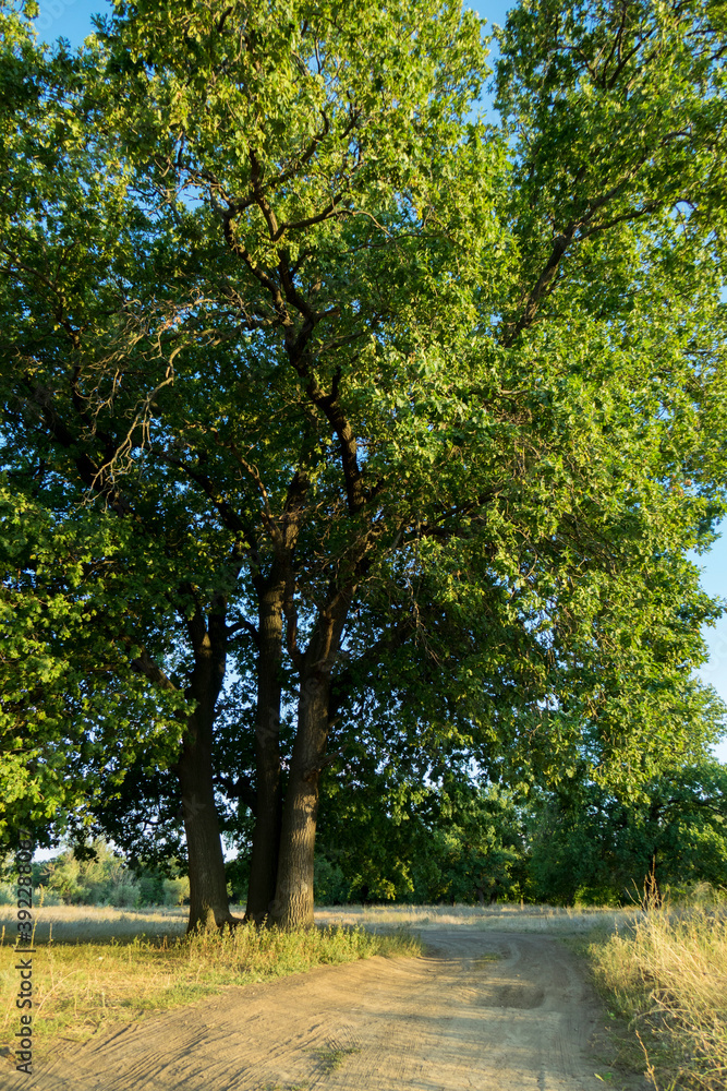 A large oak tree in a spring meadow.