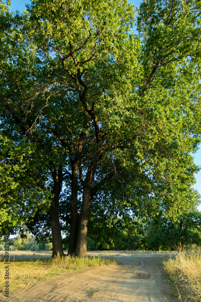Naklejka premium A large oak tree in a spring meadow.