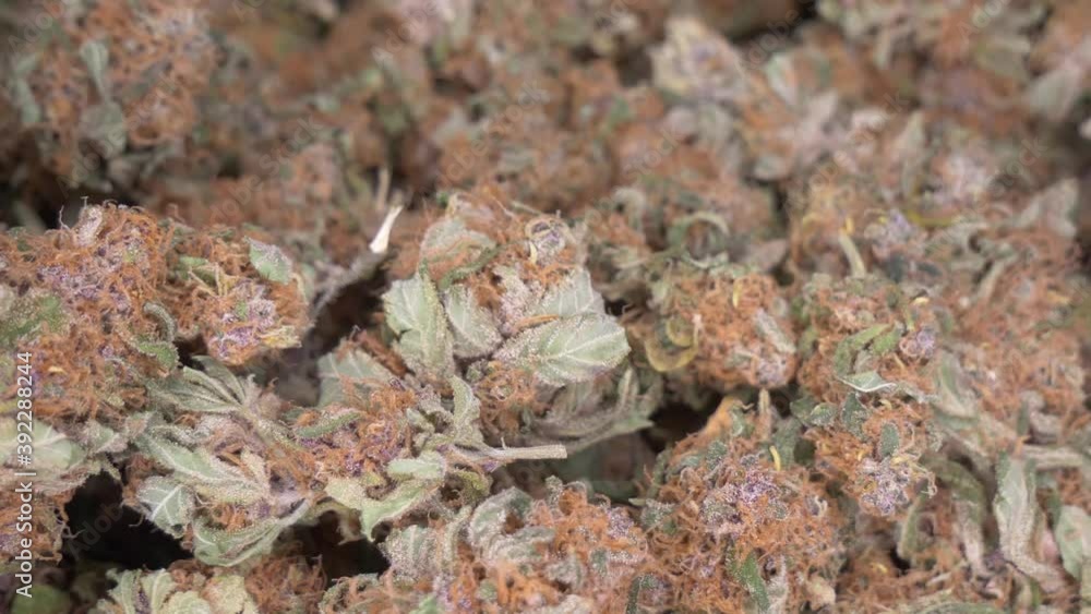 dry cannabis buds, close up view dry cannabis buds, close up view