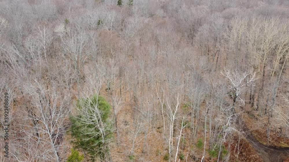 Une forêt en automne