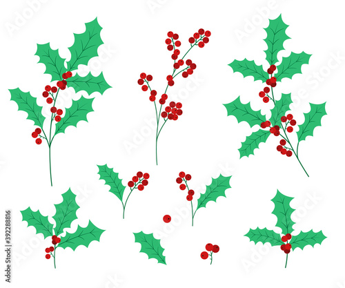 Christmas holly mistletoe leaves and berries vector illustration