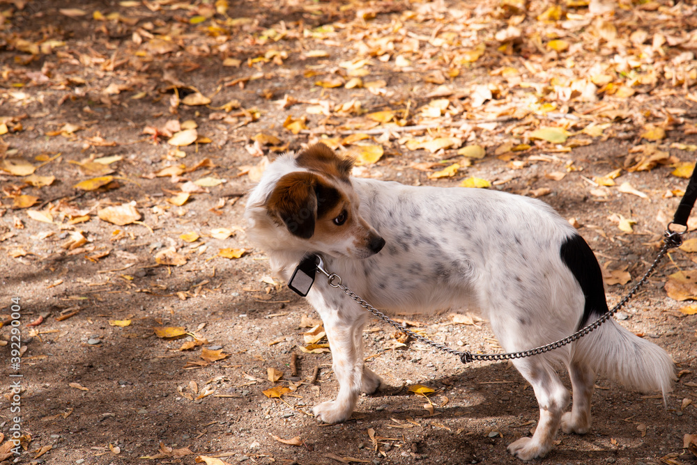 A small white spotted dog with brown ears stands on a leash on fallen yellow autumn leaves and looks back A small white spotted dog with brown ears stands on a leash on fallen yellow autumn leaves and looks back