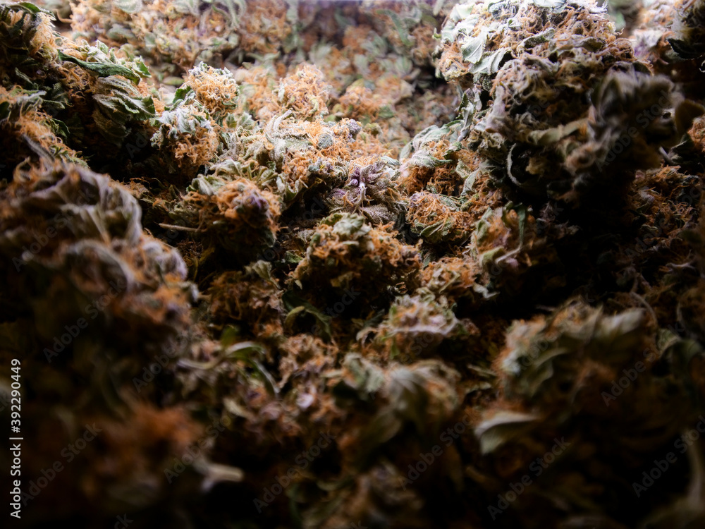 Dry cannabis buds, close up macro view Dry cannabis buds, close up macro view