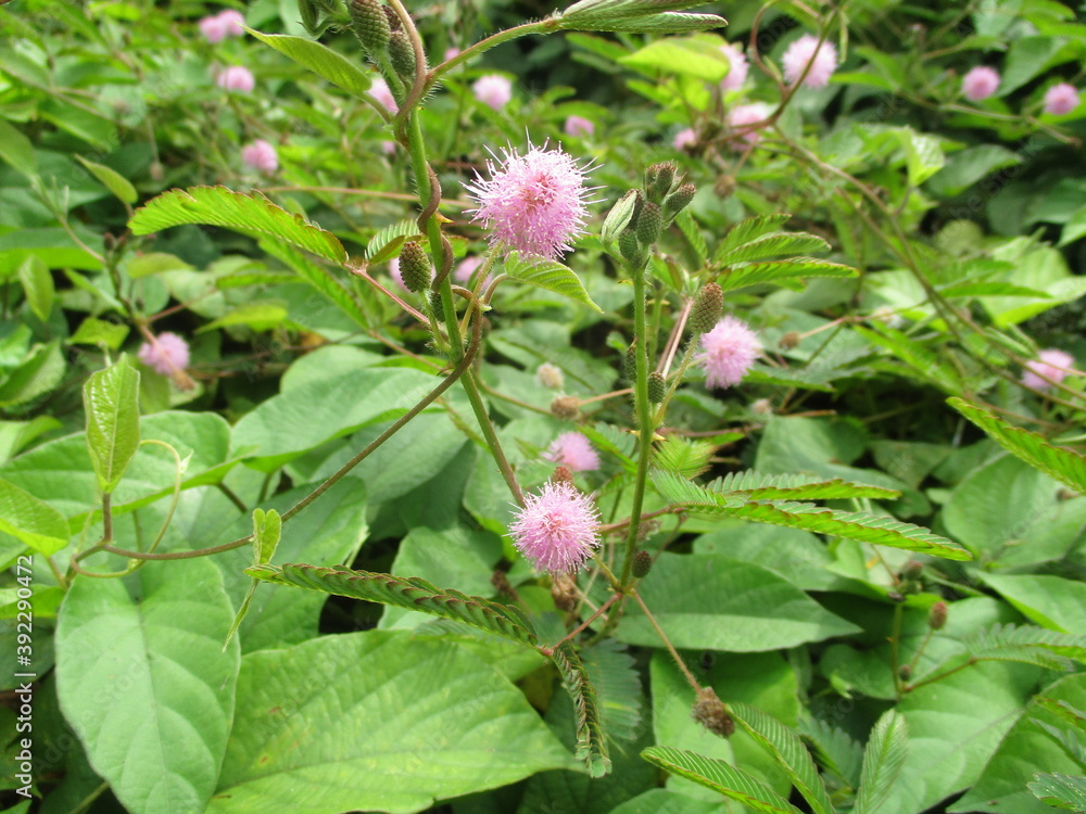 Thorny weeds in your yard look great when they flower Thorny weeds in your yard look great when they flower