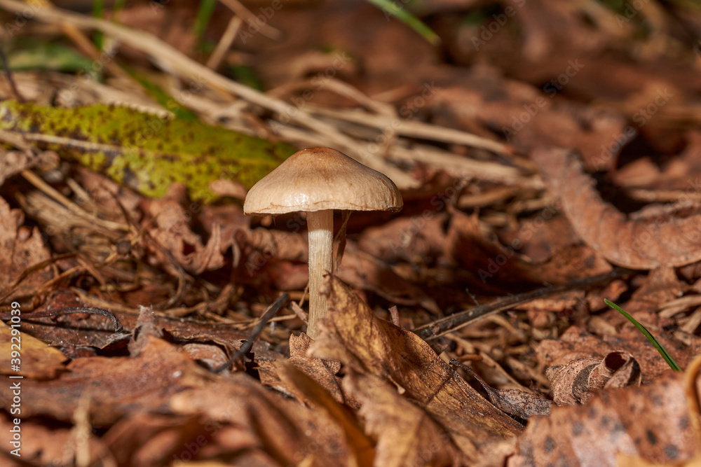 In the first warm days of November, before the frost, small mushrooms managed to grow. In the first warm days of November, before the frost, small mushrooms managed to grow.