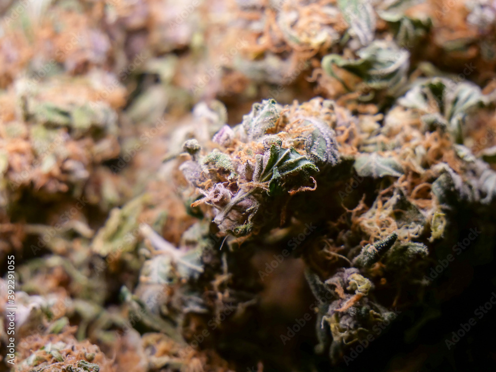 Dry cannabis buds Dry cannabis buds