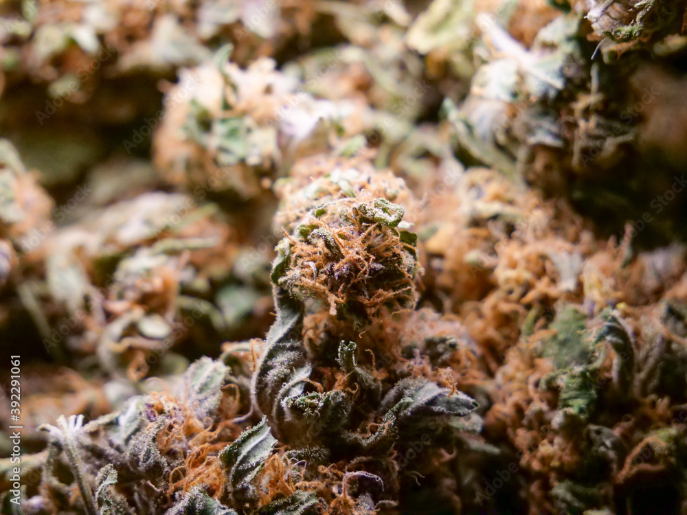 Dry cannabis buds Dry cannabis buds