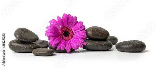 spa and wellness - black wet massage stones with purple flower isolated on white background