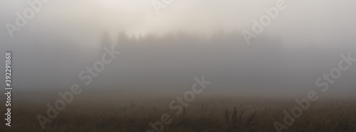 fog in the forest - meadow in the foreground and the silhouette of the forest in the background in the haze © Roman