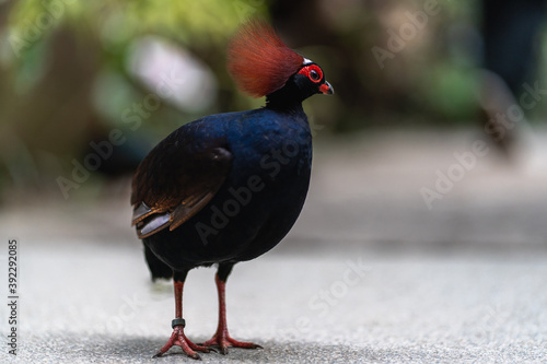 Close up of Crested wood-partidge with selected focuse, blurred background. Red-crowned wood partridge photo