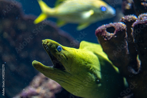 Green morey eel, moray eel of the family Muraenidae is looking our from its hiding place photo