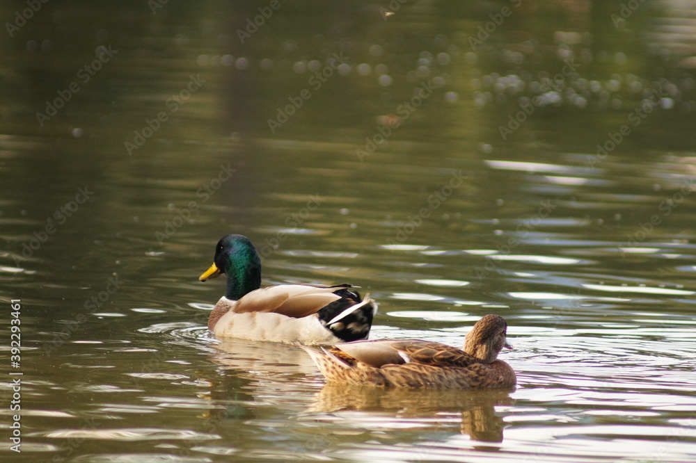 Obraz premium ducks on the lake