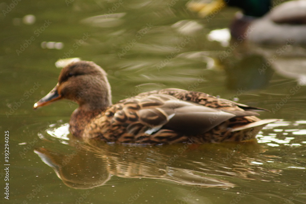 duck on the lake duck on the lake