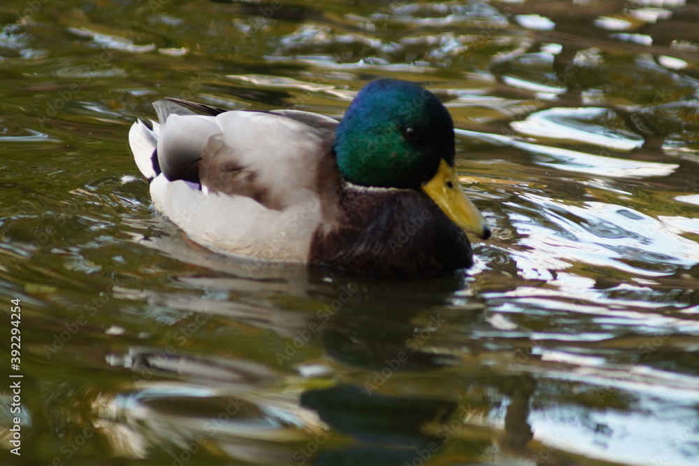 duck in the water duck in the water
