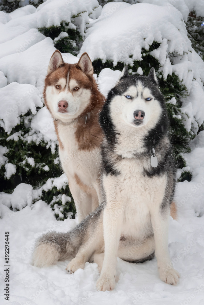 Husky dogs in snow.