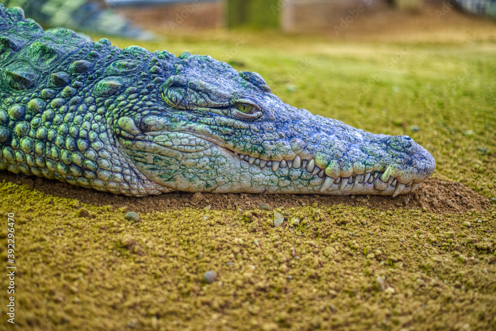 Fototapeta premium Close up of Nile Crocodile, Crocodylus niloticus