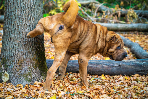 Fotografi A dog urinating on a tree