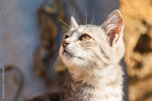 Various views of a tabby kitten