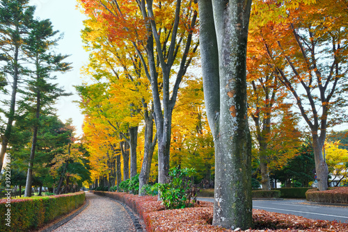 多摩御陵・武蔵陵墓地への外参道沿いのケヤキ並木の紅葉　Autumn leaves of zelkova trees photo