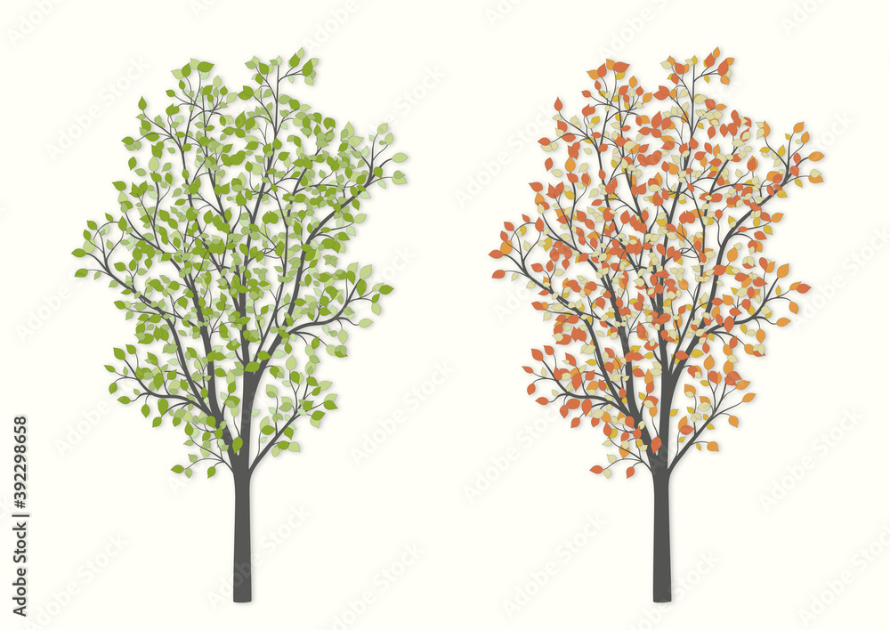 Tree in two versions summer and autumn on a light background