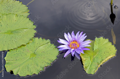 Fotografia Purple Water Lily and Lily Pad