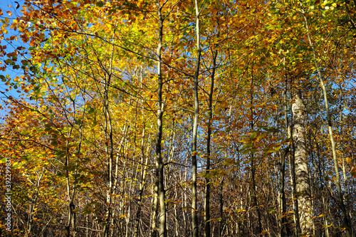 Junge Buchen im Wald im Herbst - Stockfoto