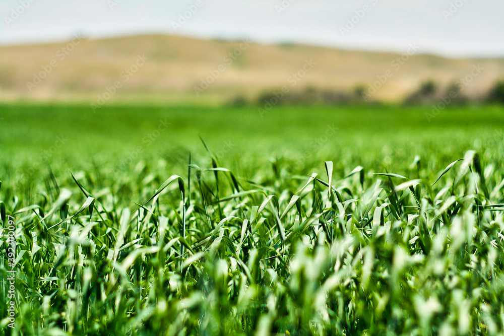 green field green field
