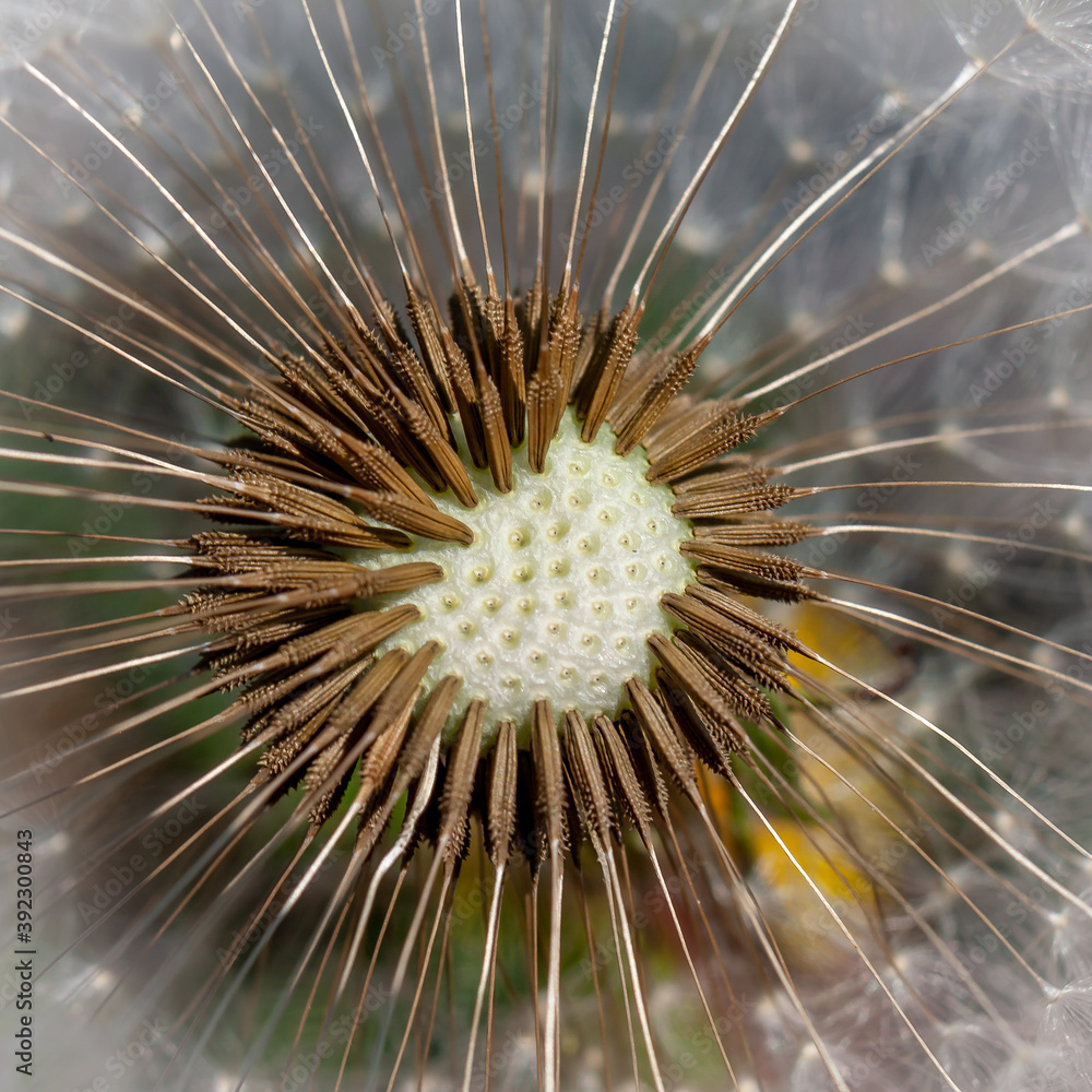 Naklejka premium Pusteblume