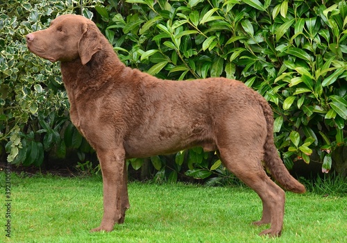 Foto Gundog, show dog, Chesapeake bay Retriever, Retriever, Working dog, Champion, Br