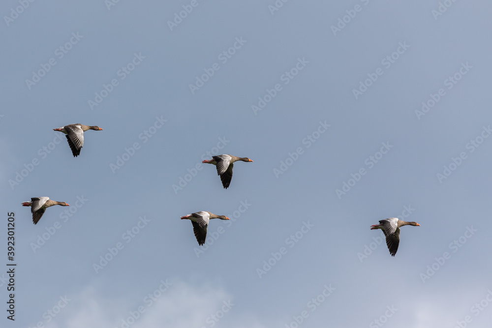 Greylag Geese (Anser anser) in flight over the East Frisian island Juist, Germany.
