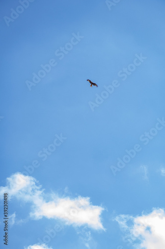 Red Kite photo