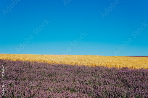 field of flowering purple of lavender and yellow wheat in the summer harvest