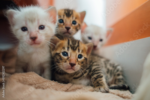 4 bengal kittens photo